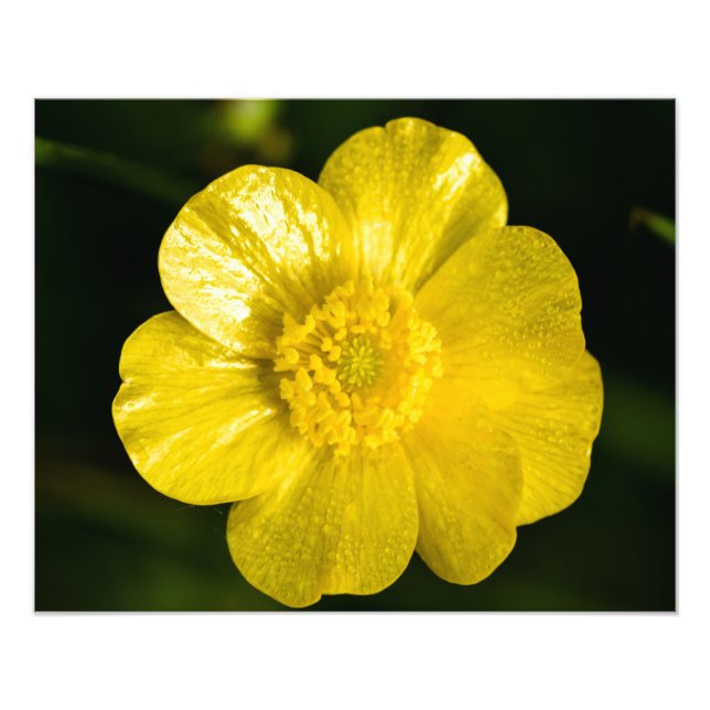 Meadow Buttercup Fotodruck (Vorne)
