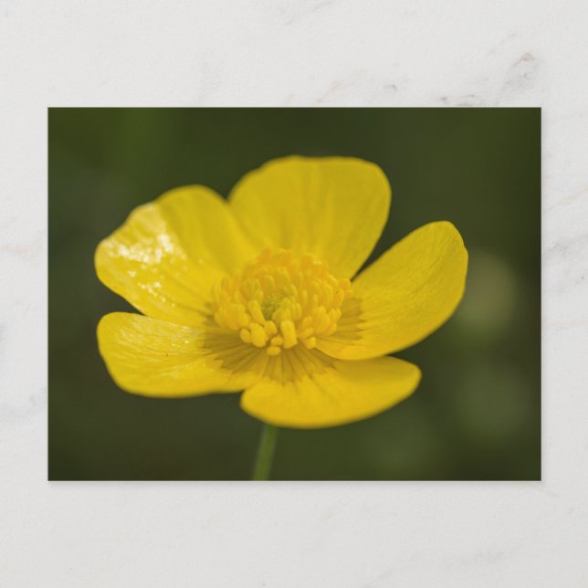 Meadow Buttercup Postkarte (Vorderseite)