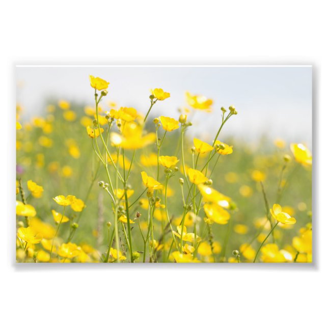 Meadow Buttercups Fotodruck (Vorne)
