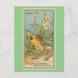 Meadow Lark Postkarte