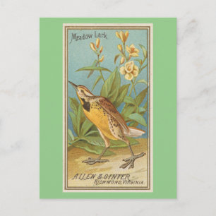 Meadow Lark Postkarte