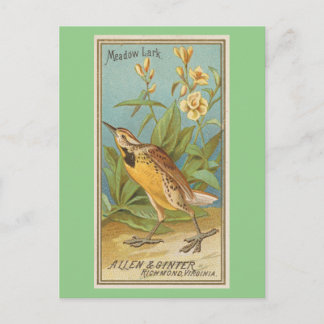 Meadow Lark Postkarte