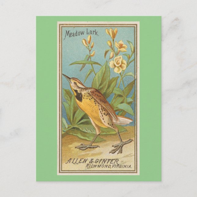 Meadow Lark Postkarte (Vorderseite)
