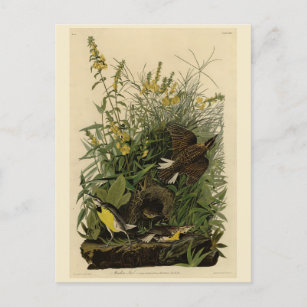 Meadow 	Larkfrom Audubons Vögel in Amerika Postkarte