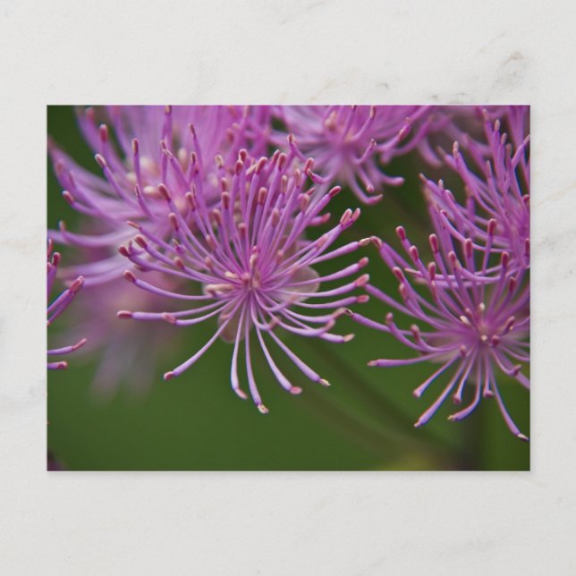 Meadow Rue Postcard Postkarte (Vorderseite)