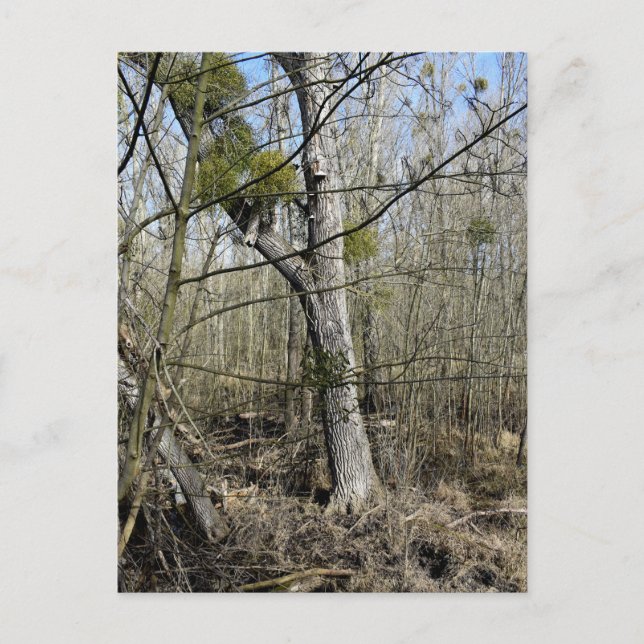 Meadowiner Postkarte (Vorderseite)