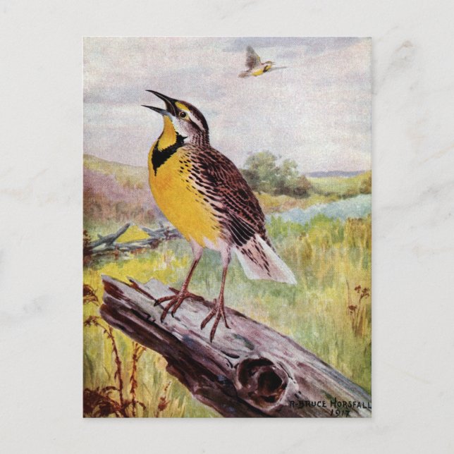 Meadowlark an einer Zweigstelle Postkarte (Vorderseite)