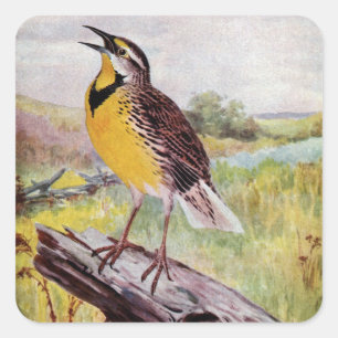 Meadowlark an einer Zweigstelle Quadratischer Aufkleber