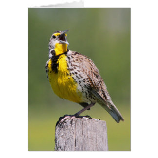 Meadowlark occidental