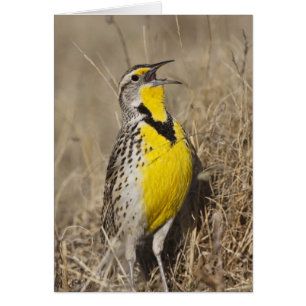 Meadowlark occidental (Strunella négligecta)