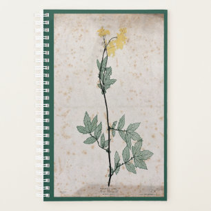 Meadowsweet-Planer Planer