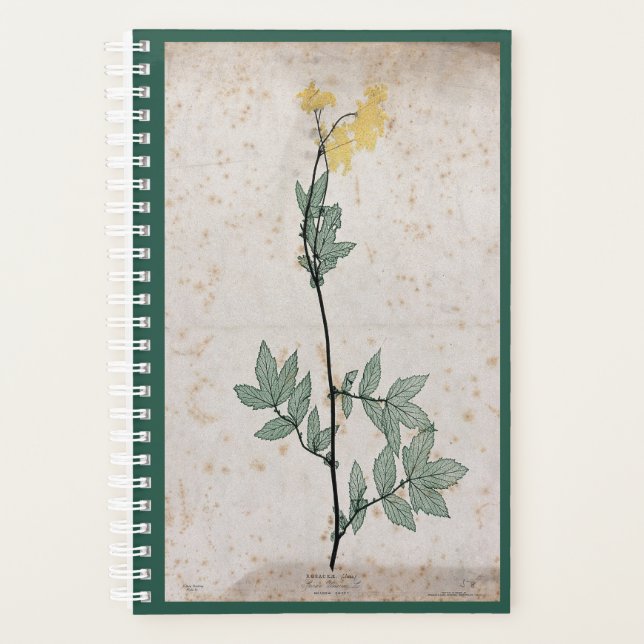 Meadowsweet-Planer Planer (Vorderseite)