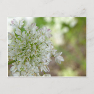 Meadowsweet Postkarte