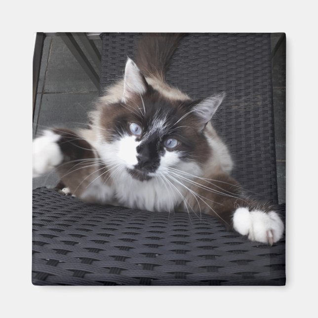 Meau! - magnet (Vorne)