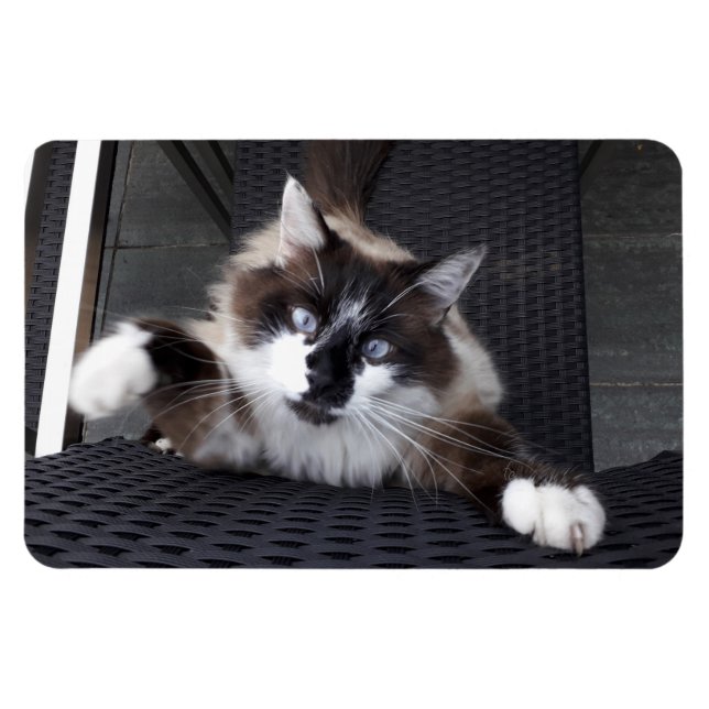 Meau! Magnet (Horizontal)