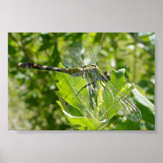 Mebourne Dragonfly Poster