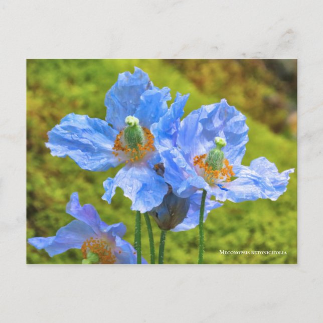 Meconopsis betonicifolia Postcard ポ ス ト ド Postkarte (Vorderseite)