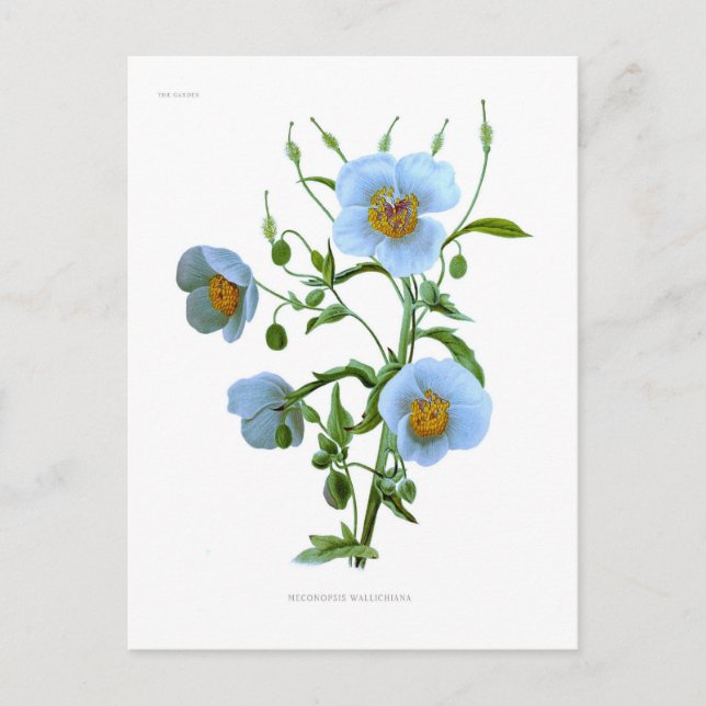 Meconopsis (blaue Mohnblume) Postkarte (Vorderseite)