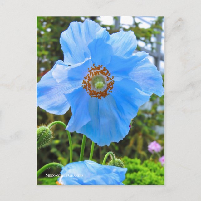 Meconopsis grandis [Postkarte] ポ ス ト ド Postkarte (Vorderseite)