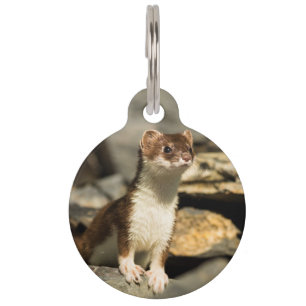 Médaillon Pour Animaux Alerte Weasel