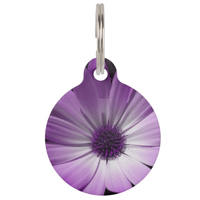 Médaillon Pour Animaux Balise Chien Fleur de marguerite violette (Devant)