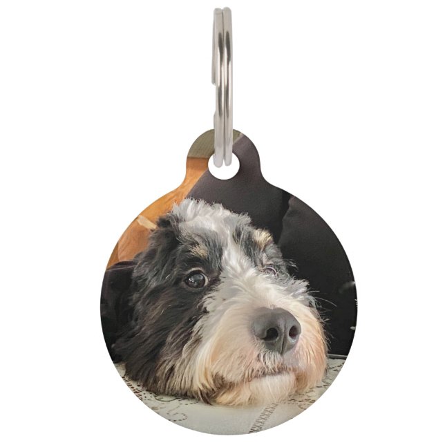 Médaillon Pour Animaux Bernedoodle (Devant)