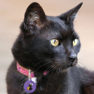 Médaillon Pour Animaux Chat noir mignon violet effrayant Halloween Citrou