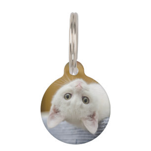 Médaillon Pour Animaux Chaton, Blanc, Chat