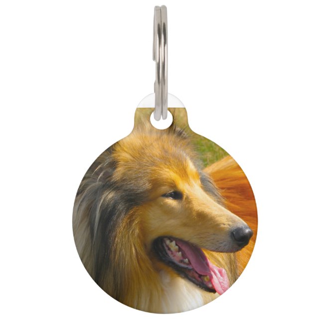 Médaillon Pour Animaux Chien Colley. (Devant)