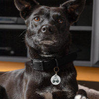 Chien de la chambre | Chien en Mariage
