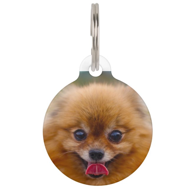 Médaillon Pour Animaux Chien de Poméranie. (Devant)