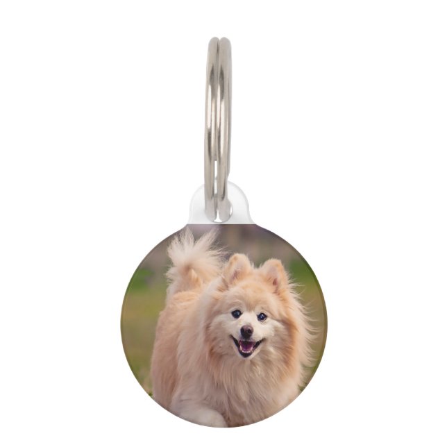 Médaillon Pour Animaux Chien de Poméranie. (Devant)