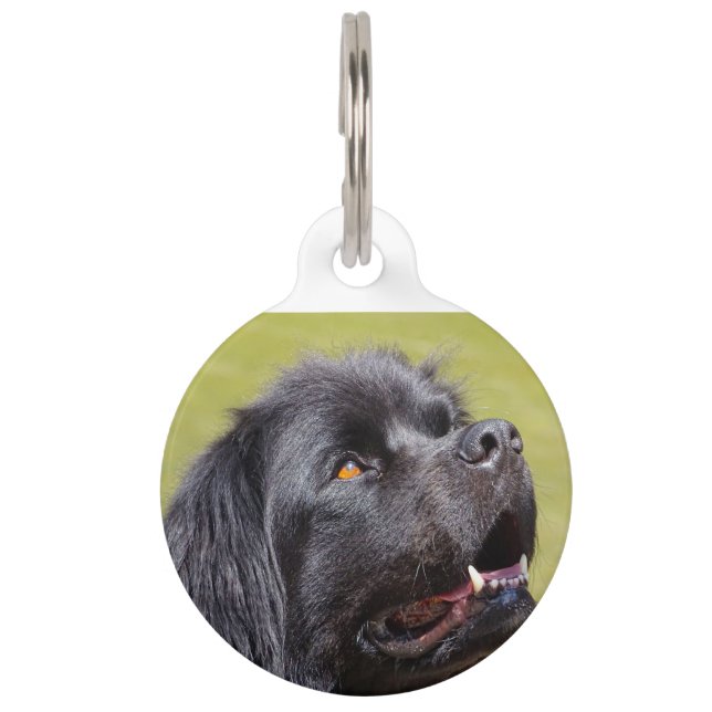 Médaillon Pour Animaux Chien de Terre-Neuve. (Devant)