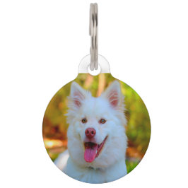 Médaillon Pour Animaux Chien Lapphund.