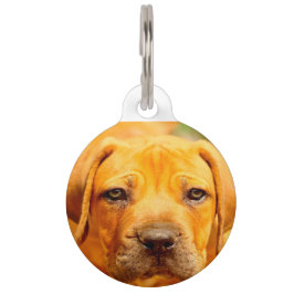 Médaillon Pour Animaux Chien Mastiff Anglais.