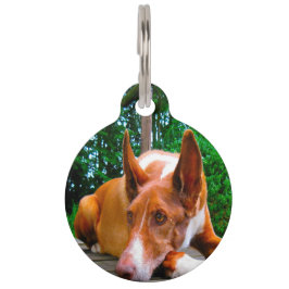 Médaillon Pour Animaux Chien Pharaon Chasseur.