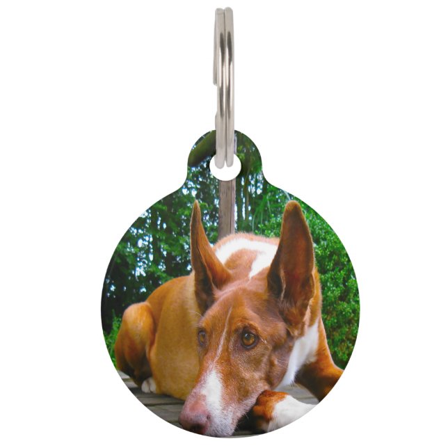 Médaillon Pour Animaux Chien Pharaon Chasseur. (Devant)
