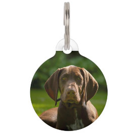 Médaillon Pour Animaux Chien Pointeur Allemand.