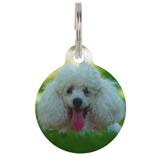 Médaillon Pour Animaux Chiens Caniches.
