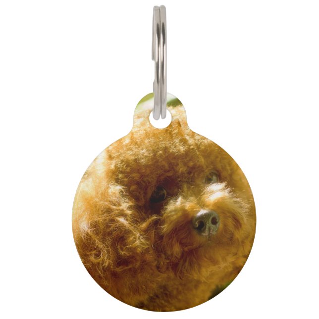 Médaillon Pour Animaux Chiens Caniches. (Devant)