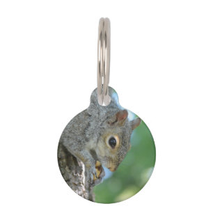 Médaillon Pour Animaux Écureuil accrochant dans un arbre