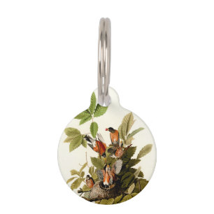 Médaillon Pour Animaux Illustration Audubon American Robin Wildlife Bird