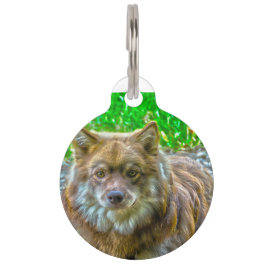 Médaillon Pour Animaux Lapphunds Chien.