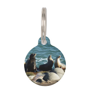 Médaillon Pour Animaux Lions de la mer de San Diego