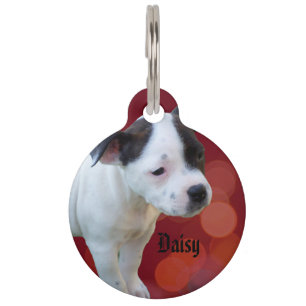 Médaillon Pour Animaux Logo du nom Staffy Daisy,