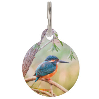 Médaillon Pour Animaux Martin-pêcheur perché sur une branche