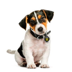 Médaillon Pour Animaux Moderne ID simple QR Chien