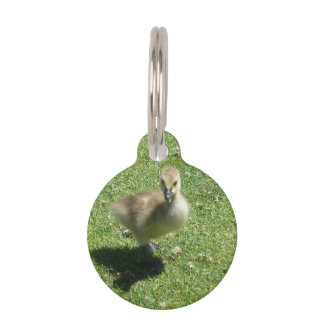 Médaillon Pour Animaux Oie de Candian de bébé