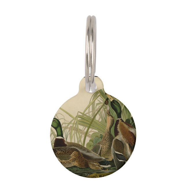 Médaillon Pour Animaux Peinture d'oiseaux de Mallard Duck Audubon (Devant)