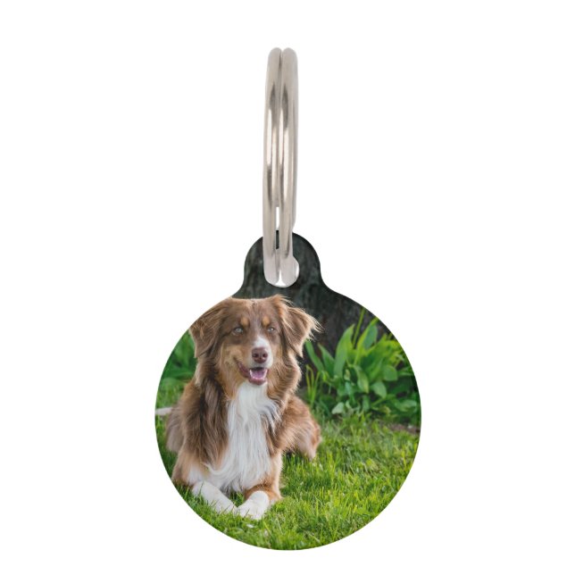 Médaillon Pour Animaux Photo d'animal de compagnie d'un berger australien (Devant)
